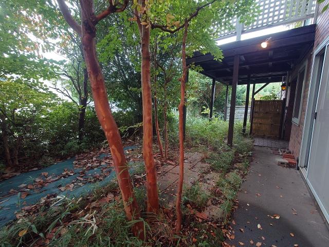 庭  寫真撮影日：2025-11-05