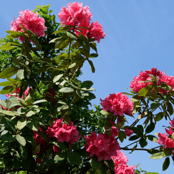 西洋シャクナゲ