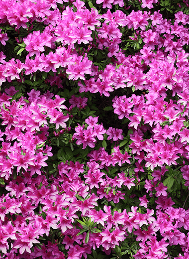 オオムラサキツツジ