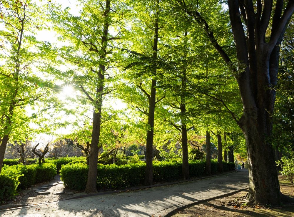 羽根木公園(約780m/徒歩10分)