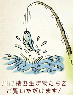 川に棲む生き物たちをご覧いただけます！