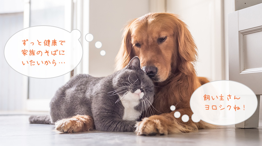 ずっと健康で家族のそばにいたいから…飼い主さんヨロシクね!