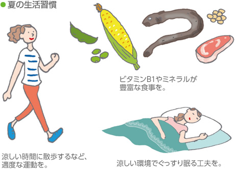 夏の生活習(xí)慣　ビタミンB1やミネラルが豊富な食事を。／涼しい時(shí)間に散歩するなど、適度な運(yùn)動(dòng)を。／涼しい環(huán)境でぐっすり眠る工夫を。